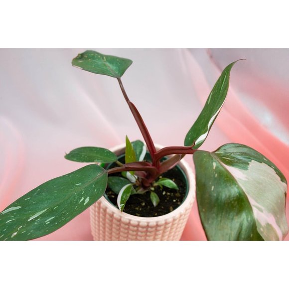 Pink Princess Philodendron 4" US Seller | RARE Pot - Picture 4 of 4